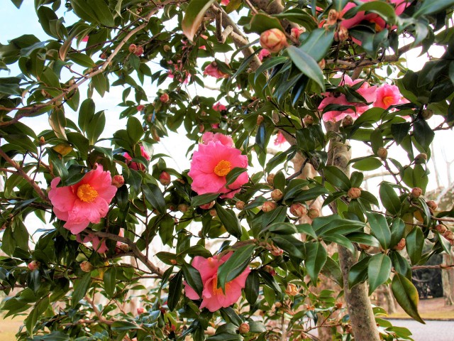 sazanka_egao_220126_01