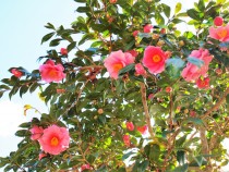 sazanka_egao_220216_01