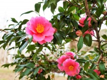 sazanka_egao_220302_01