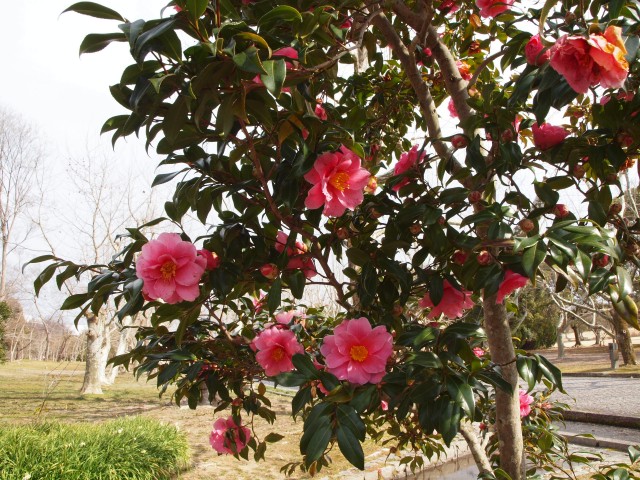 sazanka_egao_220309