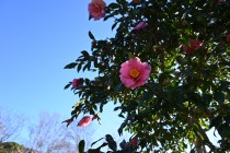 sazanka_egao_230105_01