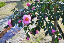 sazanka_egao_230111_01