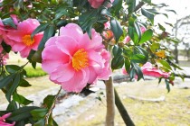 sazanka_egao_230118_01