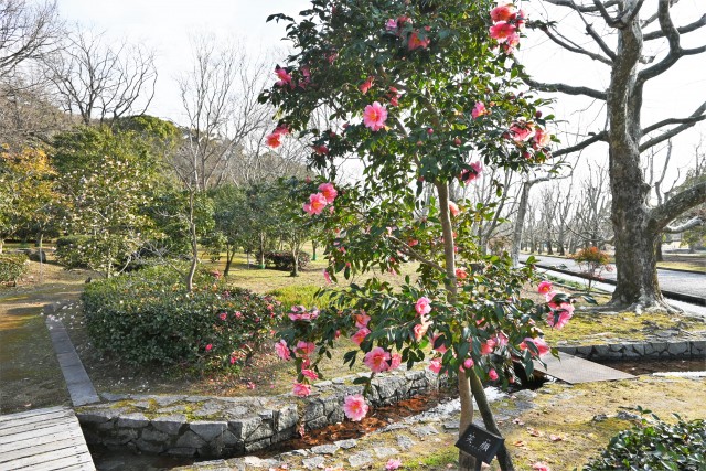sazanka_egao_230124_01