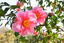 sazanka_egao_230124_02