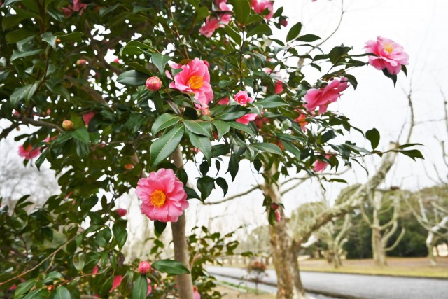 sazanka_egao_230208_01