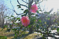sazanka_egao_231226_01