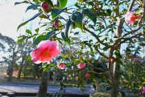 sazanka_egao_240110