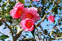 sazanka_egao_240116_01