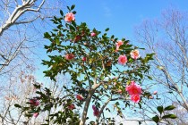 sazanka_egao_240116_02