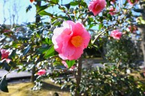 sazanka_egao_240125_01