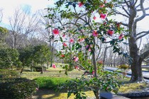 sazanka_egao_240125_02