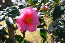 sazanka_egao_240214_01