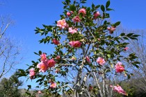 sazanka_egao_240214_02