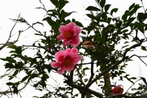sazanka_egao_240222