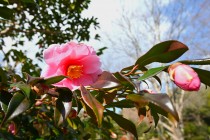 sazanka_egao_250205