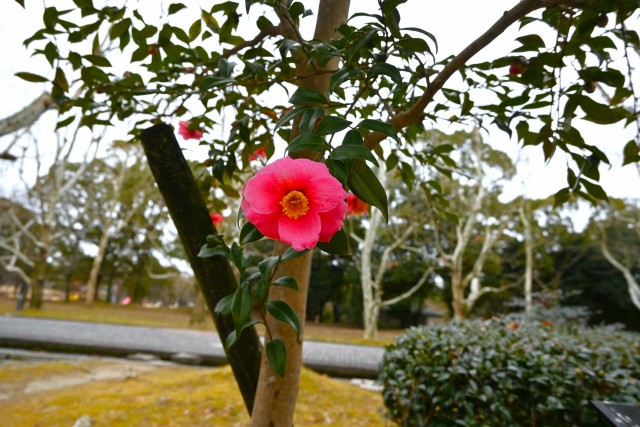 sazanka_egao_250212