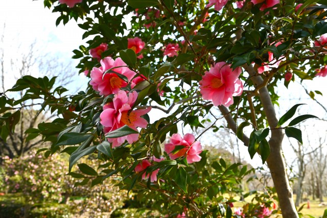 sazanka_egao_250307
