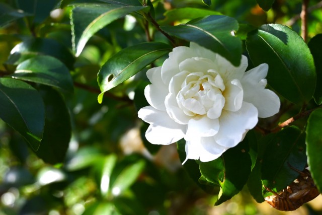 sazanka_fujinomine_20260114