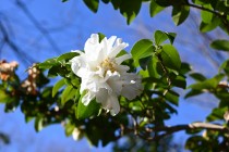sazanka_fujinomine_230105_01