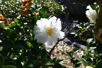 sazanka_fujinomine_2401012_01