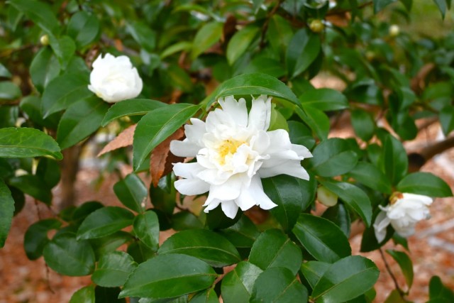 sazanka_fujinomine_251217