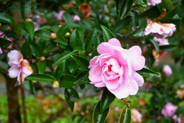 sazanka_hanafuki_231212_01