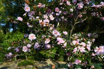sazanka_hanafuki_240110_01