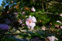 sazanka_hanafuki_240110_02