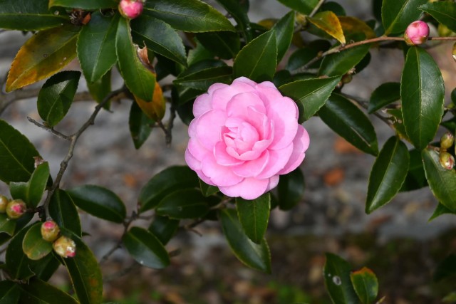 sazanka_hanafuki_251210