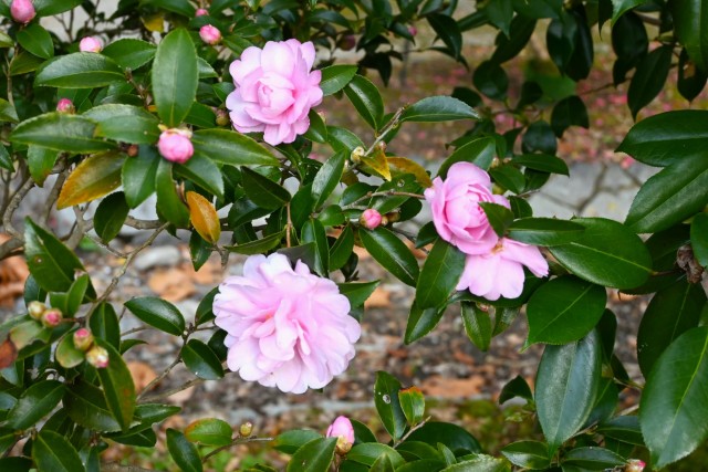 sazanka_hanafuki_251217