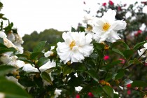 sazanka_minenoyuki_231212_01
