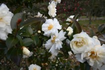 sazanka_minenoyuki_240116_02