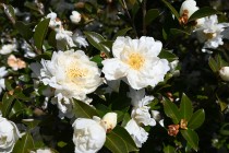 sazanka_minenoyuki_250205