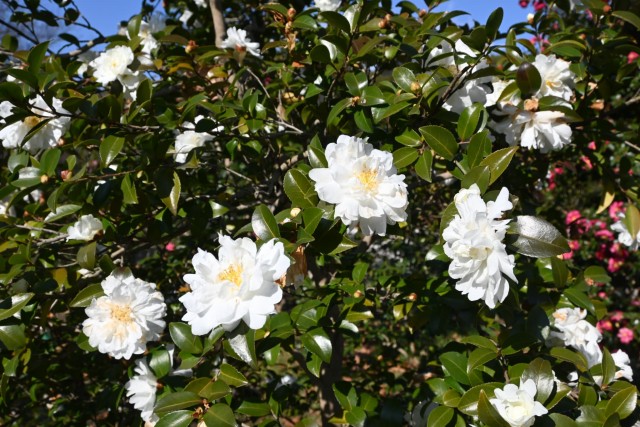 sazanka_minenoyuki_260107