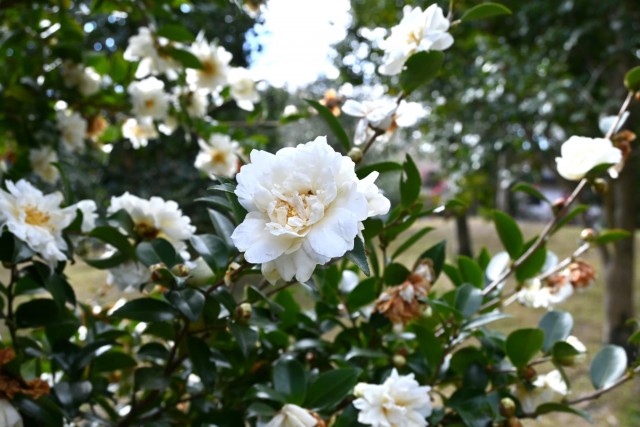 sazanka_minenoyuki_260121