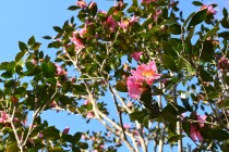 sazanka_negishiko_240102_01