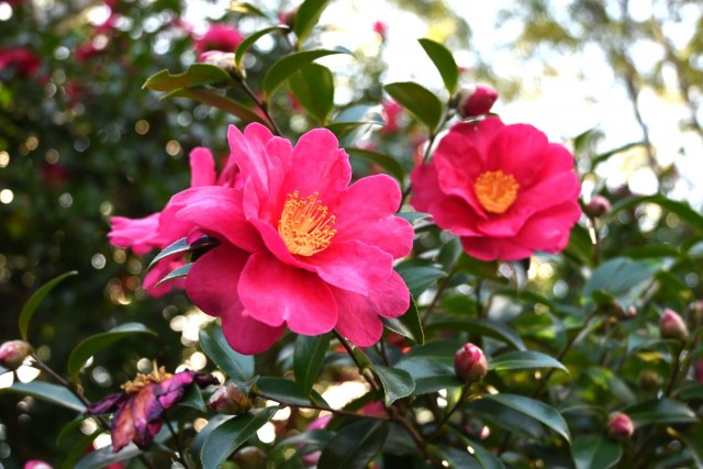 sazanka_nihonteien_260107_02