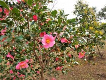 sazanka_omigoromo_220126_01