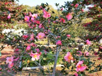 sazanka_omigoromo_220223_01