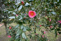 sazanka_omigoromo_230208_01
