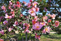 sazanka_omigoromo_230228_01