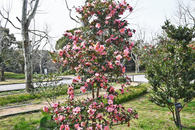 sazanka_omigoromo_230308_01