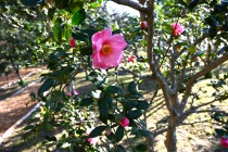 sazanka_omigoromo_240214