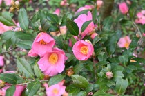 sazanka_omigoromo_240222