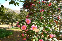 sazanka_omigoromo_250219_01