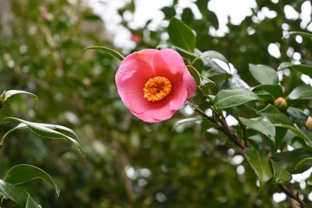 sazanka_omigoromo_260211