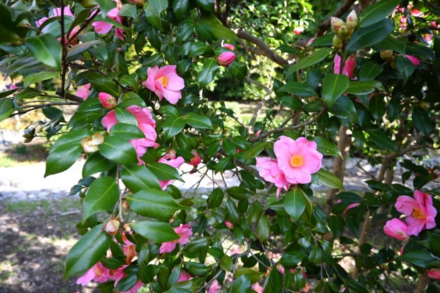 sazanka_omigoromo_260305