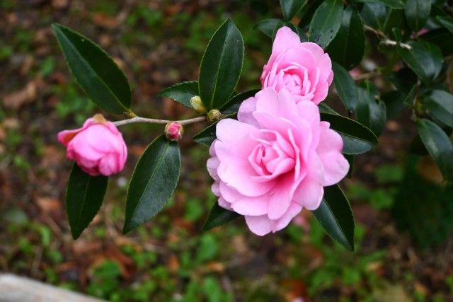 sazanka_otome_251217