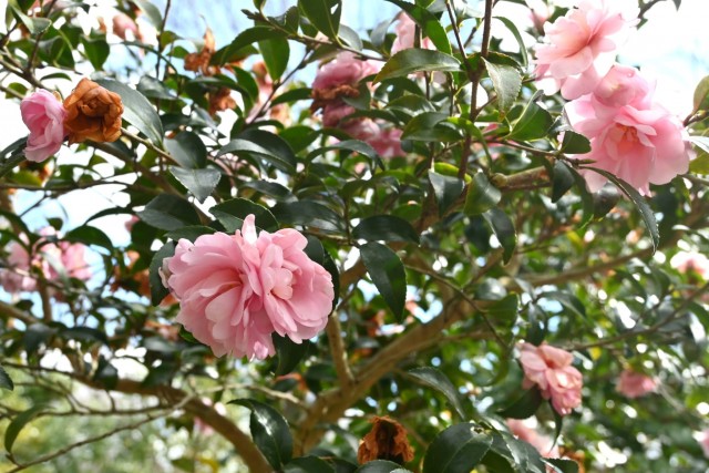 sazanka_otome_260121